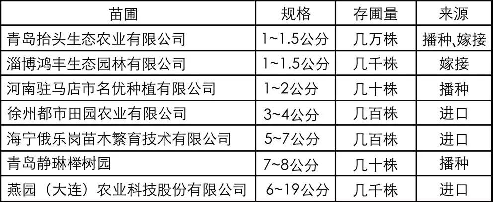 从雄安新区一苗难求谈谈银毛椴